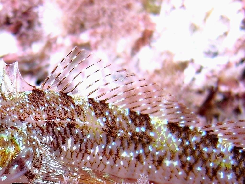 Tripterygion tartessicum(Carreras-C.,Pascual,Macpherson2007)